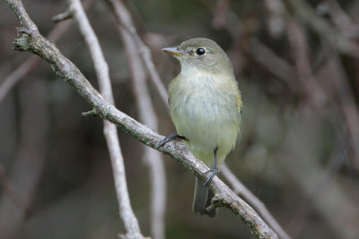 Alder Flycatcher