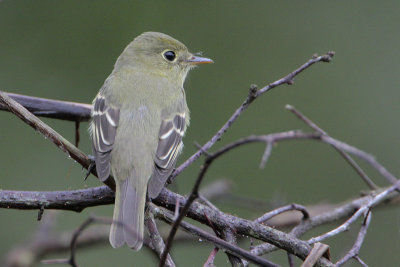 Yellow-bellied Flycatcher