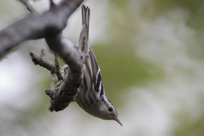 Black-and-white Warbler