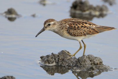 Least Sandpiper