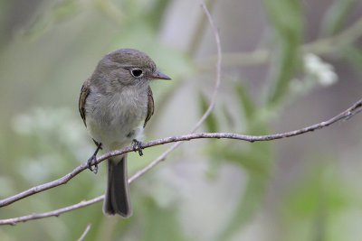 Least Flycatcher