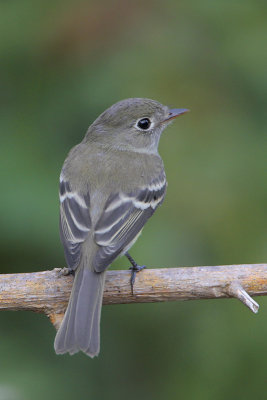 Least Flycatcher