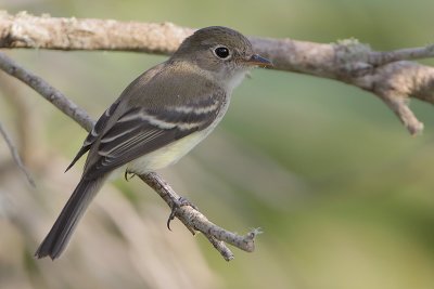 Least Flycatcher