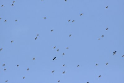 Migrating Anhingas and Broad-winged Hawks