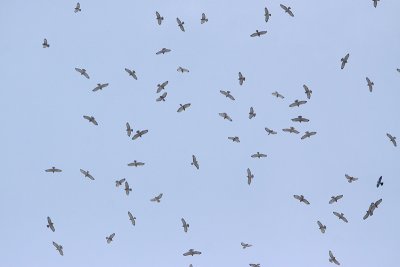 Migrating Broad-winged Hawks