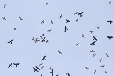 Migrating Anhingas and Broad-winged Hawks