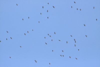 Migrating Broad-winged Hawks