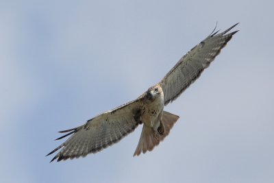 Red-tailed Hawk