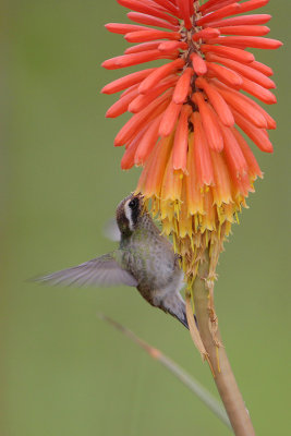 White-eared Hummingbird