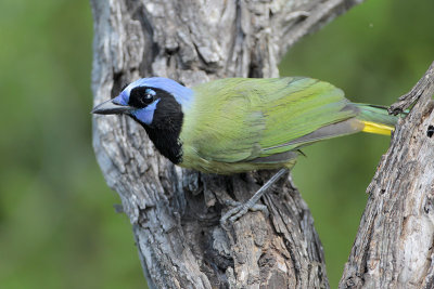 Green Jay