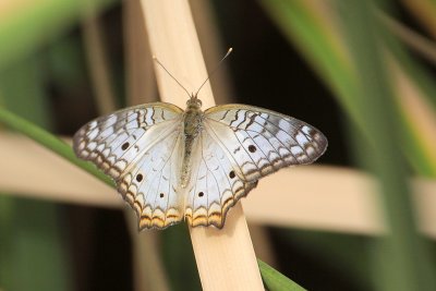 White Peacock