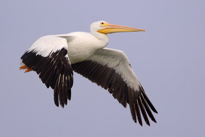 American White Pelican