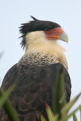 Crested Caracara