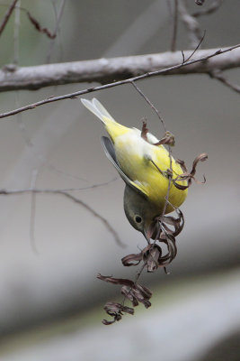 Nashville Warbler using its beak to probe dead leaves