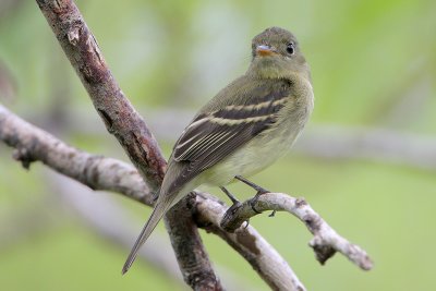 Yellow-bellied Flycatcher