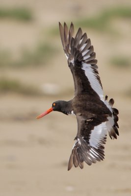 American Oystercatcher