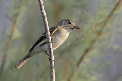 Least Flycatcher