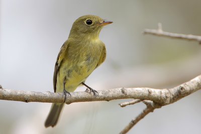 Yellow-bellied Flycatcher