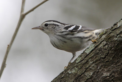 Black-and-white Warbler