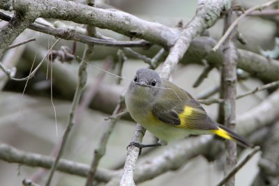 American Redstart