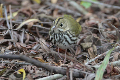 Ovenbird