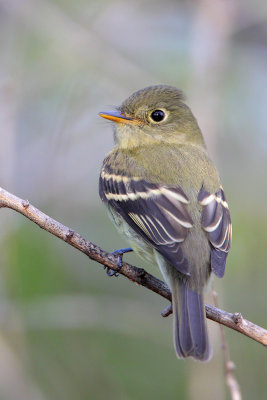 Least Flycatcher