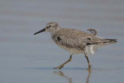 Red Knot