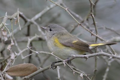 American Redstart