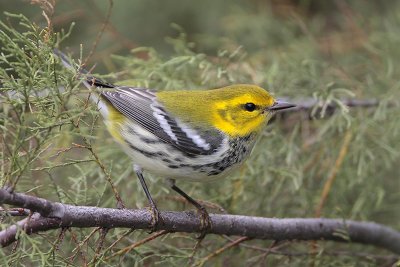 Black-throated Green Warbler