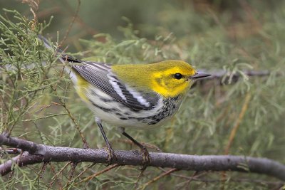 Black-throated  Green Warbler