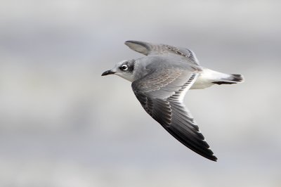 Franklin's Gull