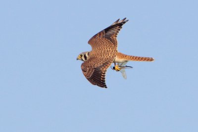 American Kestrel