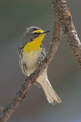 Grace's Warbler