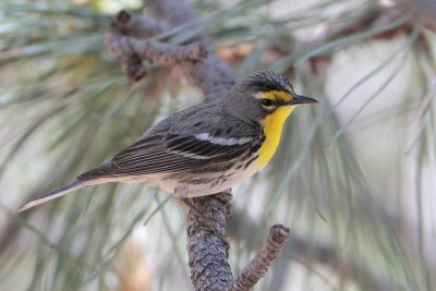 Grace's Warbler