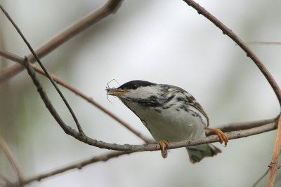 Blackpoll Warbler