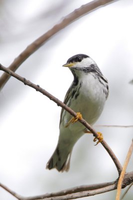 Blackpoll Warbler