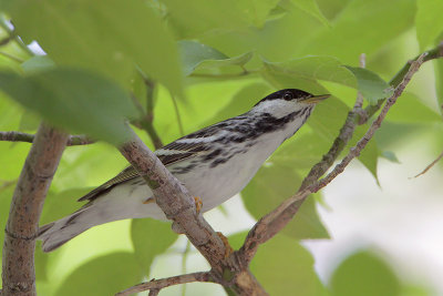 Blackpoll Warbler