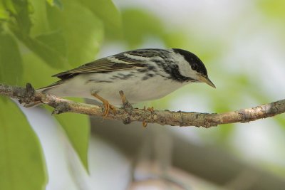 Blackpoll Warbler