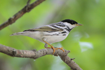 Blackpoll Warbler