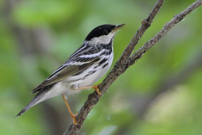 Blackpoll Warbler