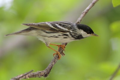 Blackpoll Warbler