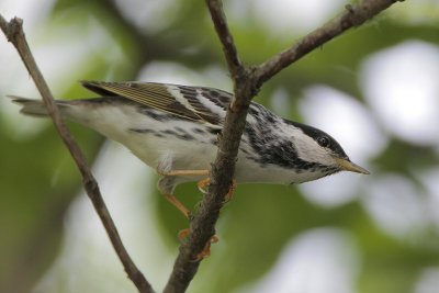 Blackpoll Warbler