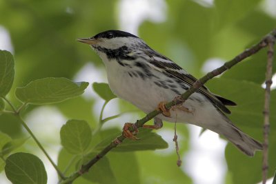 Blackpoll Warbler