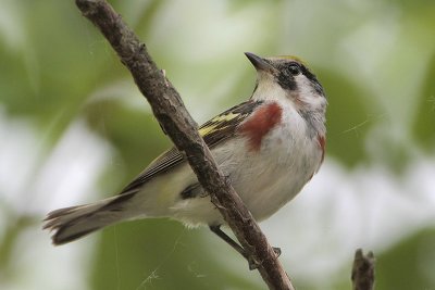 Chestnut-sided Warbler