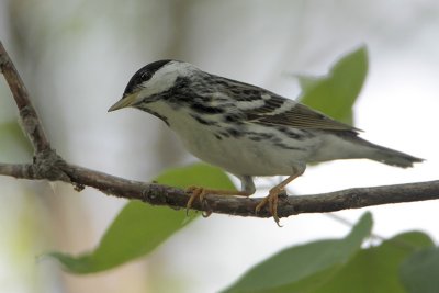 Blackpoll Warbler