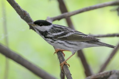 Blackpoll Warbler