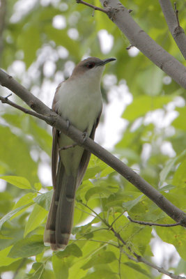 Black-billed Cuckoo