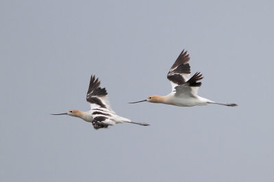 American Avocet