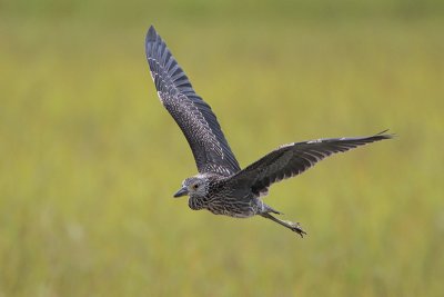 Yellow-crowned Night-Heron