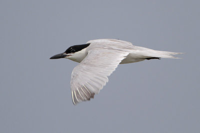 Gull-billed Tern